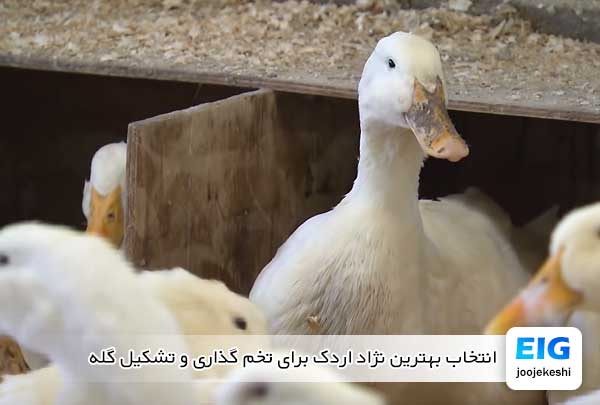 انتخاب بهترین نژاد اردک برای تخم گذاری و تشکیل گله - جوجه کشی دات کام