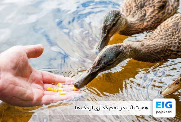 اهمیت آب در تخم گذاری اردک ها - جوجه کشی دات کام