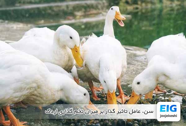 سن، عامل تاثیر گذار بر میزان تخم گذاری اردک - جوجه کشی دات کام