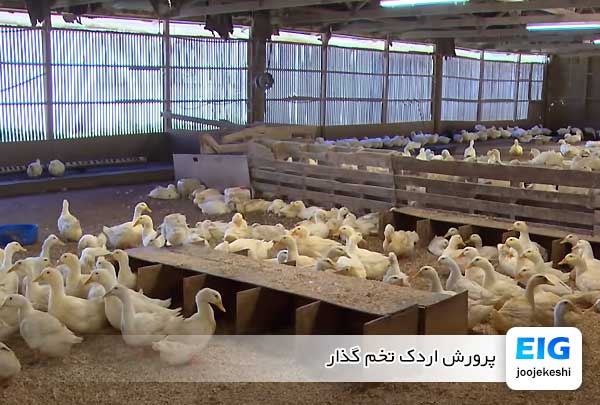 پرورش اردک تخم گذار - جوجه کشی دات کام