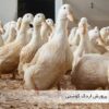 پرورش اردک گوشتی - جوجه کشی دات کام