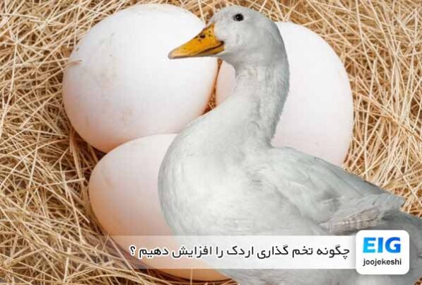 چگونه تخم گذاری اردک را افزایش دهیم ؟ - جوجه کشی دات کام
