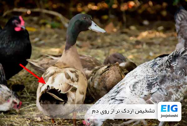 تشخیص اردک نر از روی دم - جوجه کشی دات کام