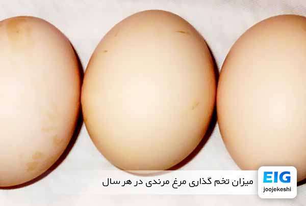 میزان تخم گذاری مرغ مرندی در هر سال - جوجه کشی دات کام